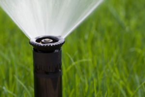 Watering Wisely